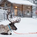 [Delfi trumpai] Laplandijoje pradeda veikti nemokamas šiaurės elnių taksi