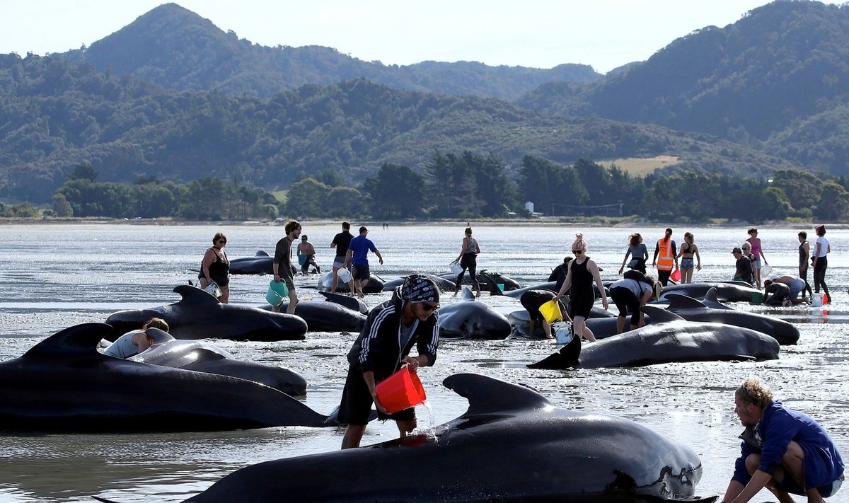 Naujosios Zelandijos paplūdimyje įstrigo dar apie 200 delfinų