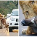 Kvapą gniaužiantys kadrai: žmonių akyse liūtai sudorojo antilopę