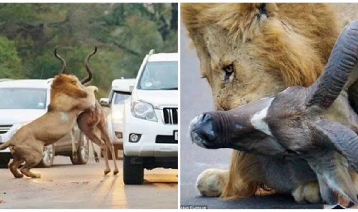 Liūtai užpuolė antilopę