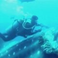 Meksikoje narai išgelbėjo bangininį ryklį, apsivijusį stora virve