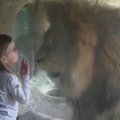 Velingtono zoologijos sode - trimetės ir liūto akistata
