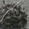 Bičių karai: japoninių bičių gynyba „karštuoju mirties kamuoliu“
