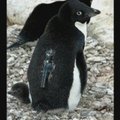 Pingvinai patys nufilmavo savo gyvenimą po vandeniu