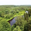 Mokslininkai braižo Lietuvos miškų paveikslą: keičiasi ne tik miškų plotai, bet ir medžių rūšys