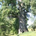 Nuvirto antras didžiausias medis Lietuvoje – prasidės karas su švedais?