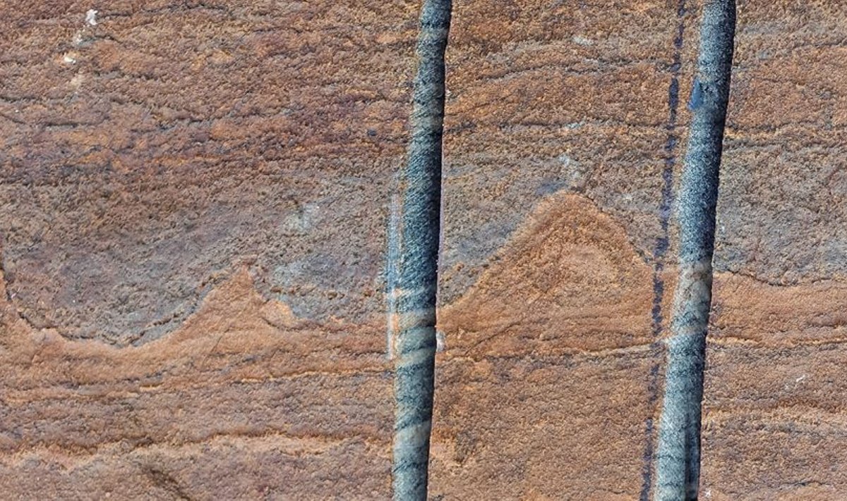 Fosilijos Grenlandijoje