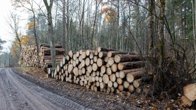 Keičiasi sanitarinės miško apsaugos kokybė: perplanuojami kirtimai