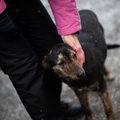 Iš Ukrainos grįžęs veterinarijos gydytojas: čia net ir gyvūnai yra apšaudomi