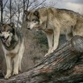 Paguodos dėl vilkų nesulaukė: užpuolė - pats kaltas