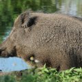 Если бы в Литве обнаружили свиную чуму, кабанов отстреливали бы и сжигали
