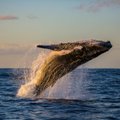 Rusijoje bandoma išvaduoti kone 100 banginių būrio žinduolių