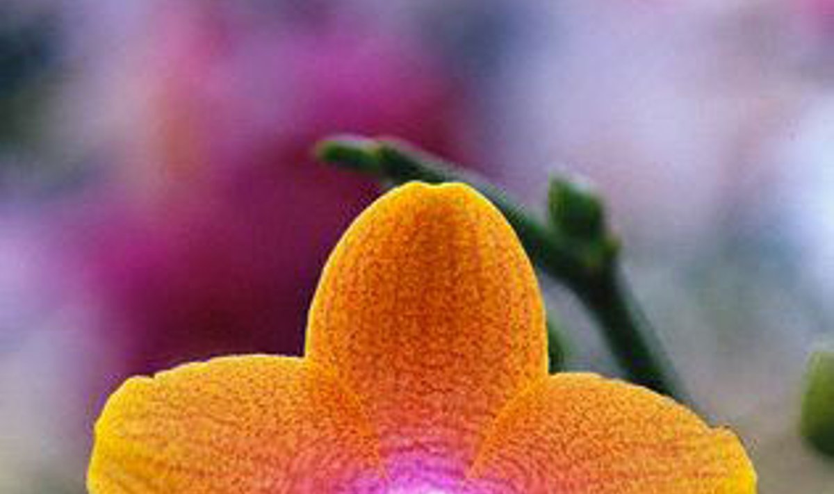 Orchidėja, gėlė