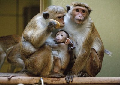 Beždžionės, asociatyvi nuortauka