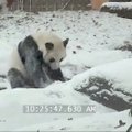 Toronto zoologijos sodo panda nufilmuota dūkstanti sniege