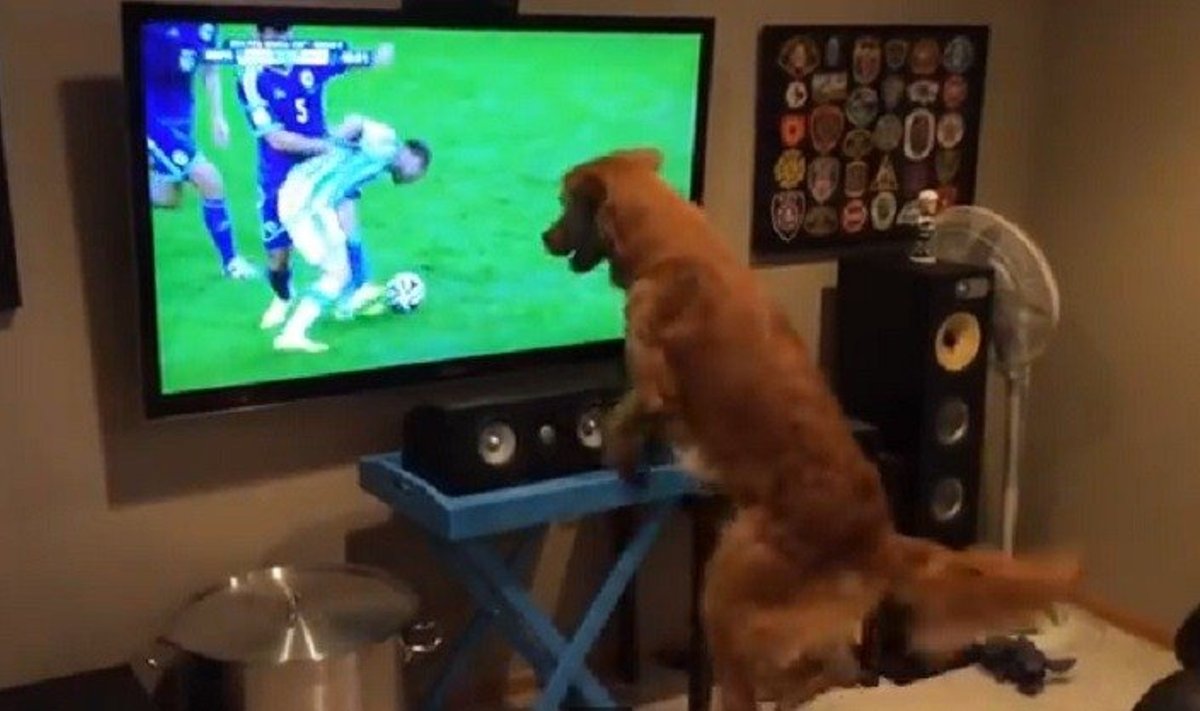 Šuo stebi pasaulio futbolo čempionatą 