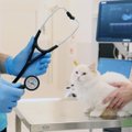 Už augintinį moka tūkstančius, bet į sveikatą neinvestuoja: su kokiais klaidingais įsitikinimais susiduria veterinarai?