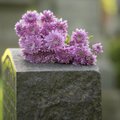 Kokios gėlės šiemet madingos puošiant kapus