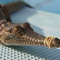 Baseino lankytojus Australijoje išgąsdino krokodilas