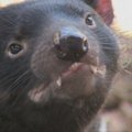 Tasmanijos velniai rado namus San Diego zoologijos sode