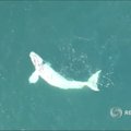 Prie Australijos nufilmuotas retas bedančio banginio jauniklis
