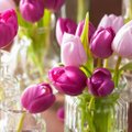 Tulpių sezonui įsibėgėjus gėlių pardavėjai baiminasi, kad lietuviškų gėlių neužteks
