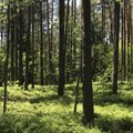Klaipėdos Nafta CFO Marius Pulkauninkas to head Lithuania's State Forestry Enterprise