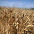 Latvian president and agriculture minister discuss transit of Ukrainian grain