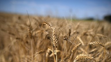 Grain stolen in occupied territories of Ukraine may be transported through Lithuania