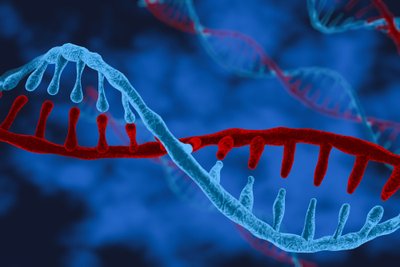 Chromosomose yra mūsų gyvybės instrukcijos – jose slypi mūsų DNR gijos ir jų skaitymo įranga.