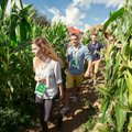 Verslo pažinčių ieškojo kukurūzų lauke