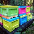 Broliai bitininkai bičių motinėles apvaisinti veža net už 1500 km: kodėl joms netinka lietuviški „vyrai“