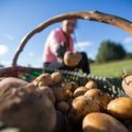 Sprangus bulviakasis – kainos netinka nei ūkininkams, nei pirkėjams