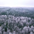 Stirnų žiemos šokis: nemiegančios gražuolės demonstruoja savo grakštumą