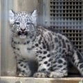 Tokijo zoologijos sode visuomenei pristatytas naujagimis snieginis leopardas
