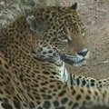 Meksikoje naktinio stebėjimo kameros užfiksavo atklydusį jaguarą