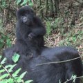 Ruandos miškuose nufilmuoti žaidžiantys gorilos jaunikliai
