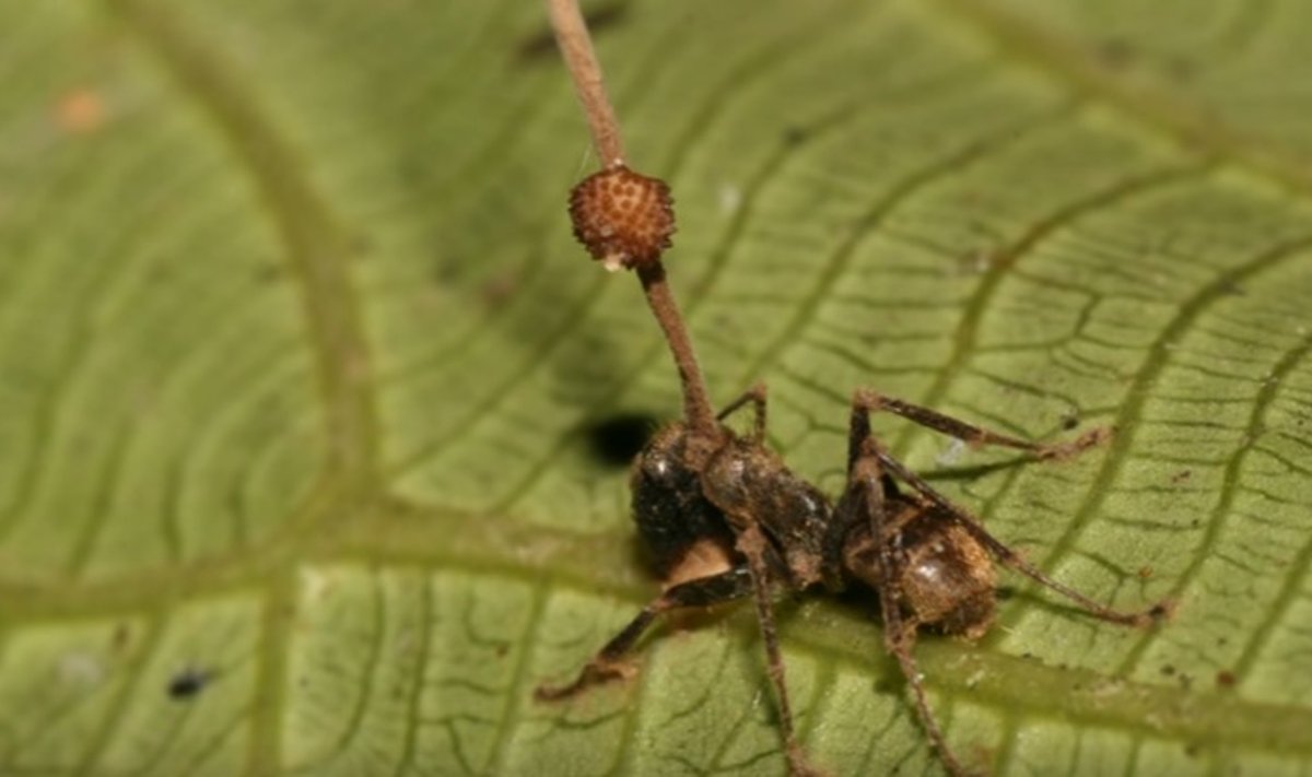 užsikrėtusios skruzdėlės