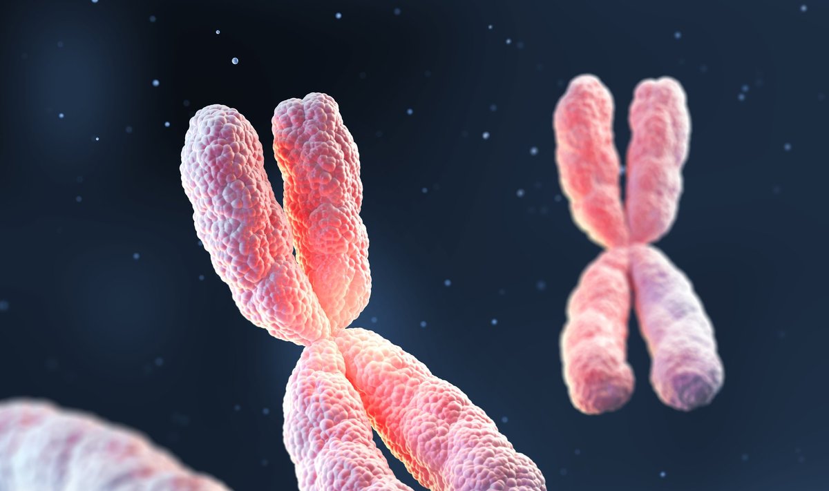 Chromosomose yra mūsų gyvybės instrukcijos – jose slypi mūsų DNR gijos ir jų skaitymo įranga. 