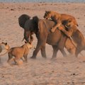 Vienas prieš plėšrūnus: Afrikos gidams atėmė žadą drambliuko drąsa