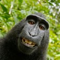 Kas yra beždžionės asmenukės autorius?