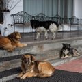 „Gyvūnų gerovės iniciatyvos“ jau padėjo tūkstančiams Ukrainos gyvūnų: parama vis dar labai reikalinga