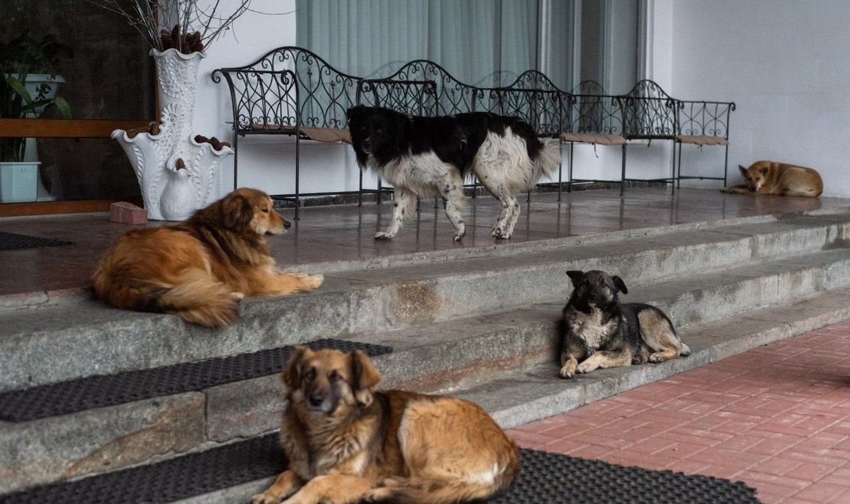 Naminiai gyvūnai Ukrainoje