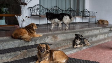 „Gyvūnų gerovės iniciatyvos“ jau padėjo tūkstančiams Ukrainos gyvūnų: parama vis dar labai reikalinga