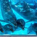 Lietuvos jūrų muziejuje atnaujinami delfinų pasirodymai