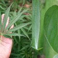 Mokslininkai kanapių veikliąją medžiagą aptiko visiškai kitame augale: kas jis ir kur auga?