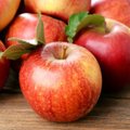 Obuolių derlius: kokias sodo ligas parodo vaisiai