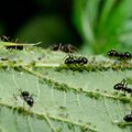 Kaip išvyti skruzdėles iš namų ir sodo: veiksmingos liaudiškos priemonės