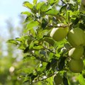 „Delfi agro“. Sodiname obelis ir kaulavaisius – koks protėvių patarimas pražudys augalus