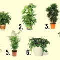 7 geriausiai orą valantys kambariniai augalai
